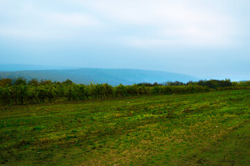 Fototapeta na wymiar Vineyards on a hill in late autumn in Moldova.