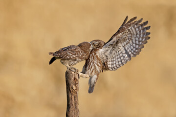 Adult birds and little owl chicks (Athene noctua) are photographed at close range closeup on a blurred background.