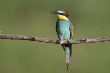 European bee-eater is photographed with large insects in its beak in soft morning light and against a blurred background.