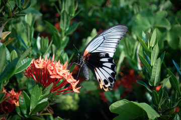 butterfly on red flower at the garden.