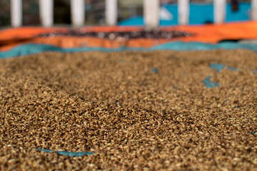 Fototapeta na wymiar Dried lentils spread out on blue tarp on a local farm at Annapurna circuit, Nepal