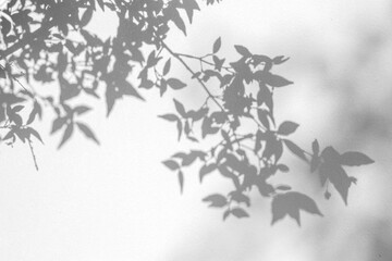 The shadow leaf of tree on white wall background.