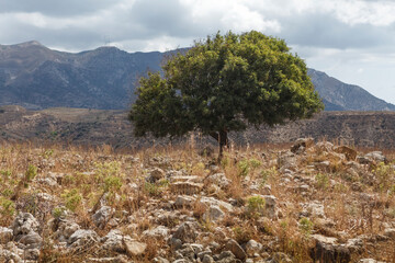 Fototapeta na wymiar Tree in the castle of Antimachia village in Kos. Greece