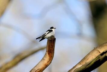 A male collared flycatcher (Ficedula albicollis) is photographed on a branch against a blue sky. Bottom and side view