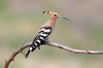 Hoopoe is photographed close-up sitting on a branch on a blurry beige background. Possible to use for collage and field guide to birds