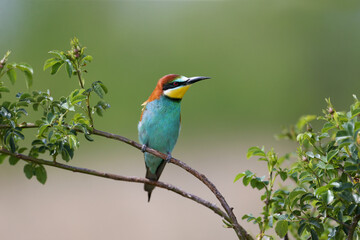 Solitary and pairs of bee-eater in breeding plumage are shot very close-up on branches in soft morning light and against a beautifully blurred background.