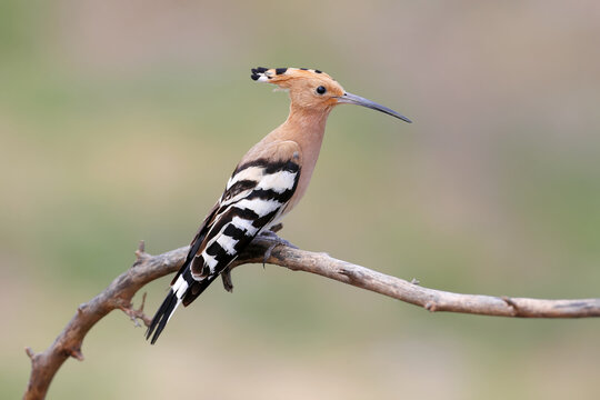 Hoopoe Is Photographed Close-up Sitting On A Branch On A Blurry Beige Background. Possible To Use For Collage And Field Guide To Birds