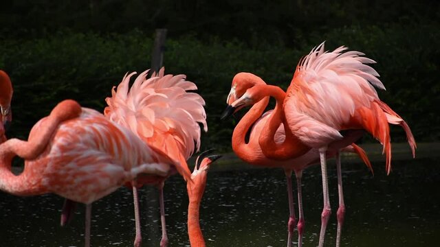 Pink Flamingo colony, beautiful coloring of feathers. 