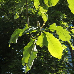 Large leaves and seed pod of ear-leaved umbrella tree (Magnolia fraseri) highlighted by morning sunshine
