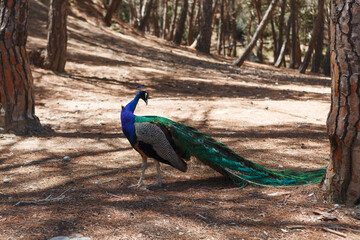 Wild Colorful peacock in peacock forest Plaka on Kos Greece