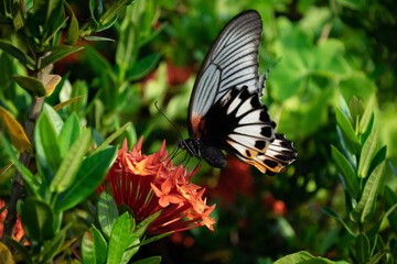 Butterfly on red flower at the garden.
