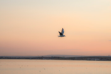 Fototapeta na wymiar Sunset gull in sky view