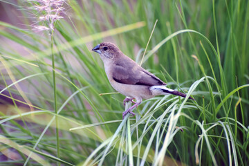 An Indian Silverbill or White-Throated-Munia perched on the slender shoots of the fountain-grass at a park in Sharjah.
