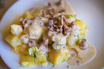 
Boiled potatoes with chanterelle mushrooms, sour cream and dill. Close up on a white plate