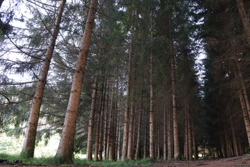 trees in the forest