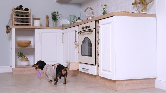 Cute little dachshund wearing home knitted pullover comes to the kitchen, pulls out the rolling pin and runs away with it. Humor concept of dog cooking