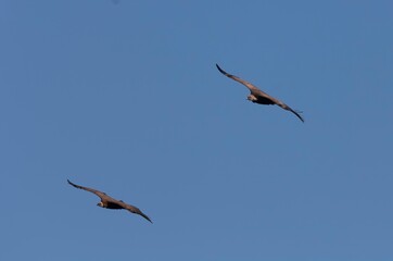 Griffon Vulture on flight in Monfrague National Park, Extremadura.