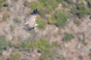 Griffon Vulture on flight in Monfrague National Park, Extremadura.