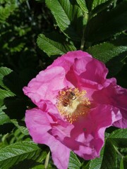 wedding rings on a flower