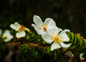 Flores blancas de un arbusto