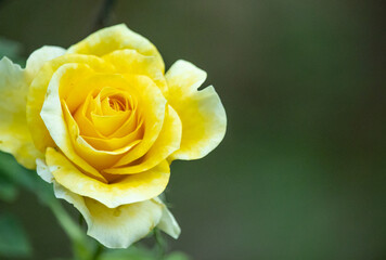 YELLOW FLOWER, ROSE