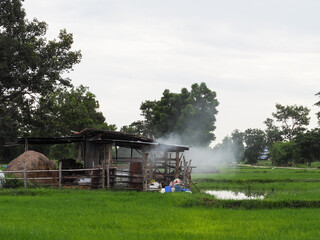 The farm in a rural area surrounded by green fields in the northeast region of Thailand.