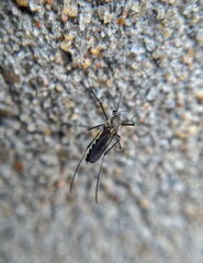 mosquito sucking blood