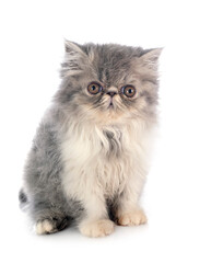 persian kitten in studio