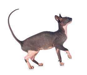 naked sphinx in studio