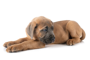 Obraz premium puppy cane corso