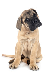 young bullmastiff in studio