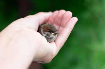 Little chick is sitting on the palm of his hand. Sparrow chick in the hand of man.