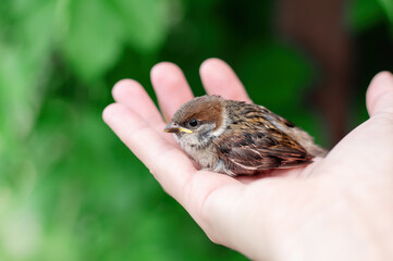 Little chick is sitting on the palm of his hand. Sparrow chick in the hand of man.