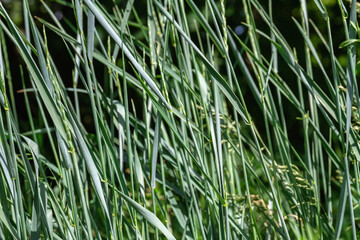 Naklejka premium Green grass swaying in the wind in the field