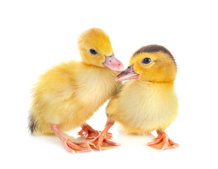 ducklings in studio