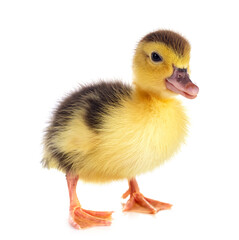 duckling in studio