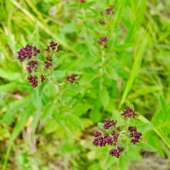 Blooming wild oregano