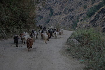 Goat herd walking on a dirt road in the mountains, Annapurna circuit, Nepal