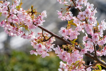 Kawazu Cherry blossoms and young leaves