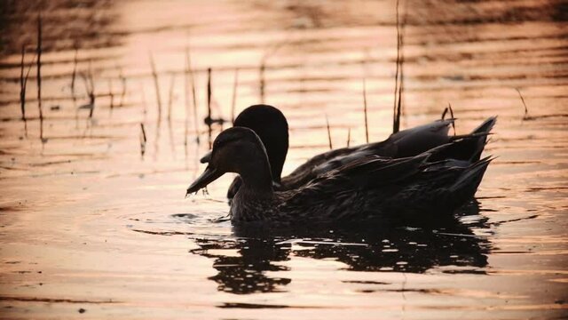 Pair of Ducks On Pond At Dusk