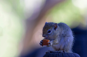Wild african animals. Grey little squirrel eats sweet muffin.