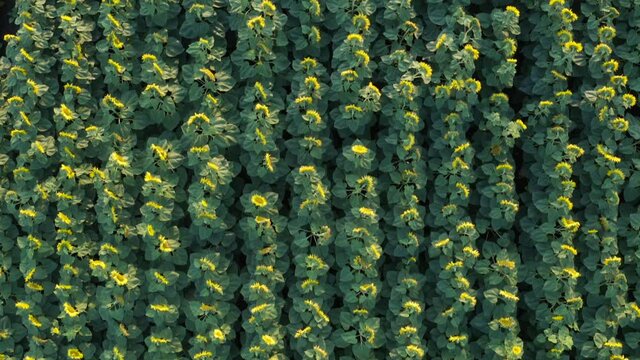 Aerial 4K drone view of a big sunflower field during a summer sunrise