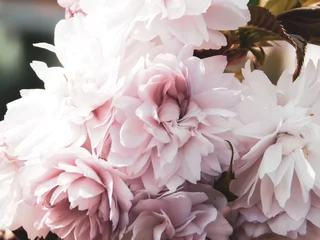 Fototapete Pfingstrosen Softer Hintergrund, floral mit Kirschblüten, Hochzeit und feierlicher Anlass  © mirimirela