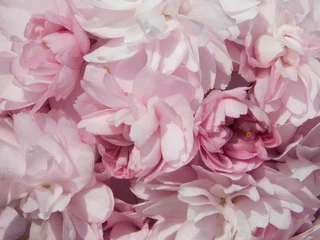 Fototapete Pfingstrosen Softer Hintergrund, floral mit Kirschblüten, Hochzeit und feierlicher Anlass  © mirimirela