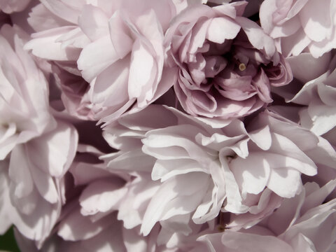 Softer Hintergrund, floral mit Kirschbl&uuml;ten, Hochzeit und feierlicher Anlass