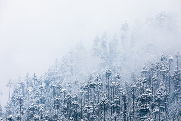 Snowfall in winter Manali in Himachal Pradesh, India - 362838727