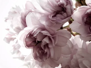 Fototapete Pfingstrosen Softer Hintergrund, floral mit Kirschblüten, Hochzeit und feierlicher Anlass  © mirimirela