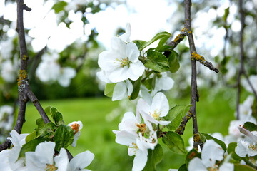 apple blossom in the garden