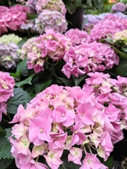 Beautiful pink hydrangea with inflorescences and green leaves in a Country Cottage Garden. Pink or magenta hydrangea serrata flower, close up, top view.
