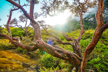 Beautiful nature green ferns forest and a big tree trunk under blue sky and sun rays flare. Fresh green forest background